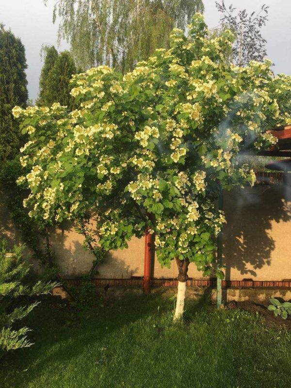 Продам дачу 3к 80 м², 4.4 сотки ст Смарагд на березі Орелі